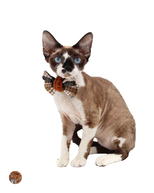 Amortentia-chat-devon-rex