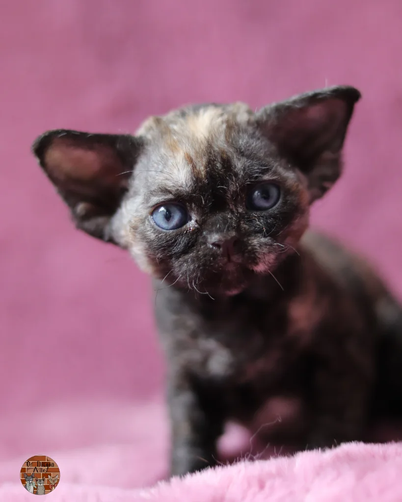 Astoria Greengrass Of Diagon Alley JW_Devon-Rex_2
