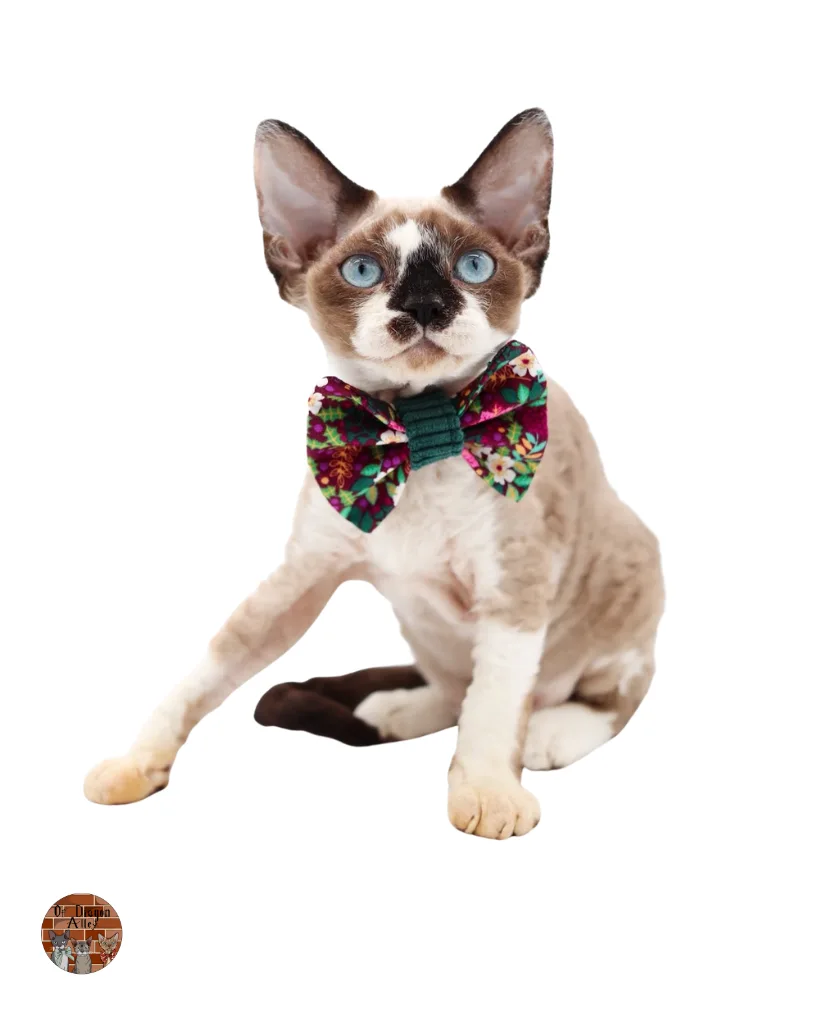 Céleste Aneth Ombelle d’Amortentia_Devon-Rex_3