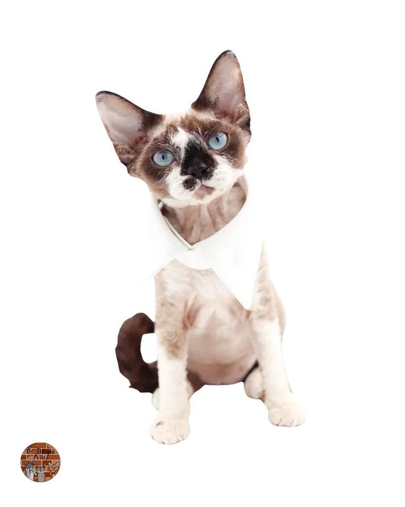 Céleste Aneth Ombelle d’Amortentia_Devon-Rex_5