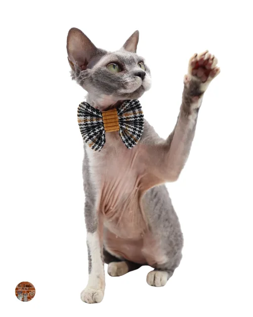 Devon-Rex-chat-de-race