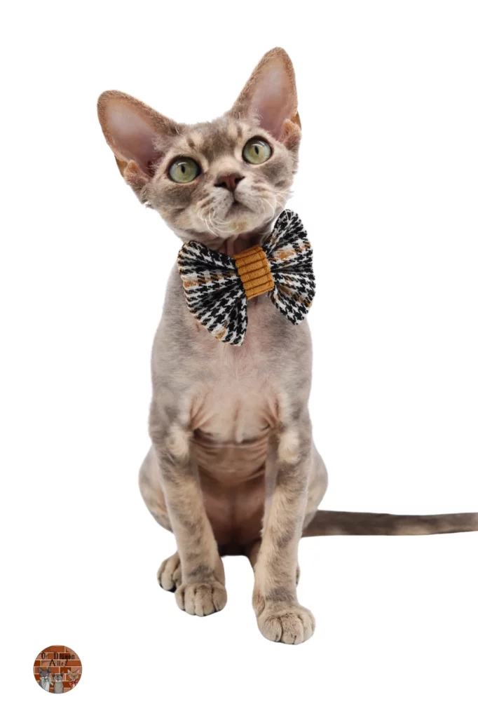 Devon Rex bleu blotched tabby