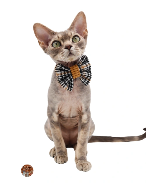 Etoile Magique Aquamenti-chat-devon-rex-male