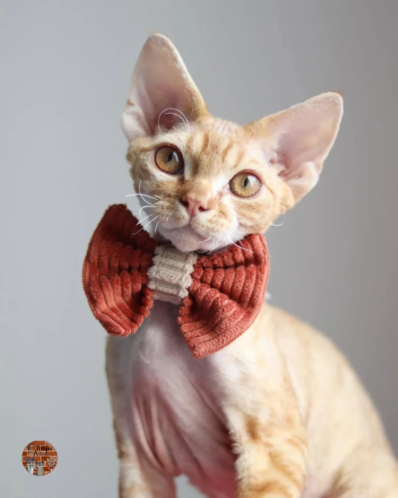 House Elf Dobby Ardenia Pl_3