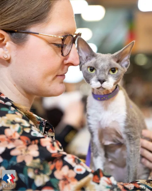 Of-Diagon-Alley-elevage-Devon-Rex