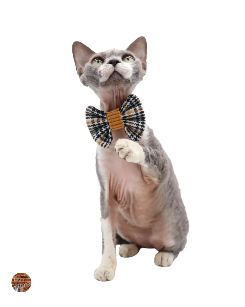 Sigrid-Devon-Rex-femelle