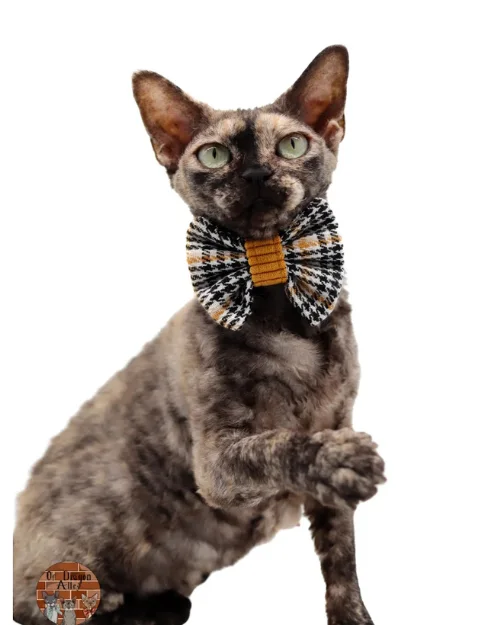 Vipera-chat-devon-of-diagon-alley