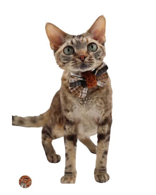 bella-of-diagon-alley-devon-rex-chat-de-race