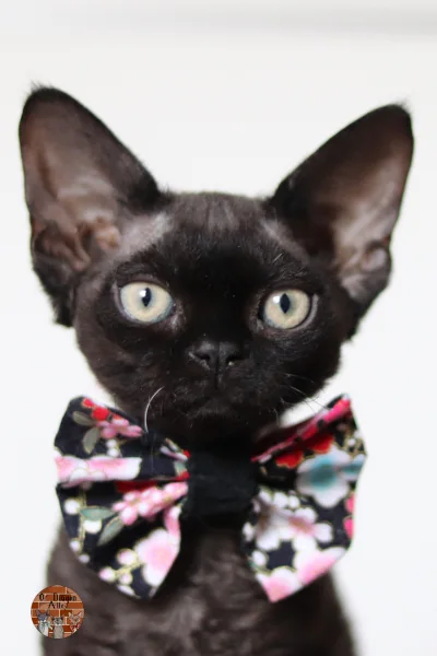 chaton-You’re Elladora Black Of Diagon Alley