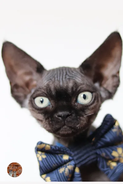 chaton-You’re Phineas Black Of Diagon Alley