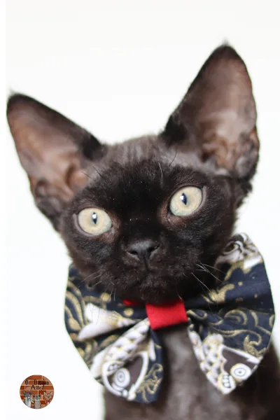 chaton-You’re Sirius Black Of Diagon Alley