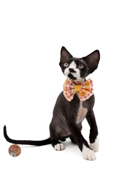 chaton-devon-rex-Abelforth-Maugrey-Of Diagon-Alley