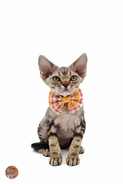 chaton-devon-rex-Alastor-Of Diagon-Alley