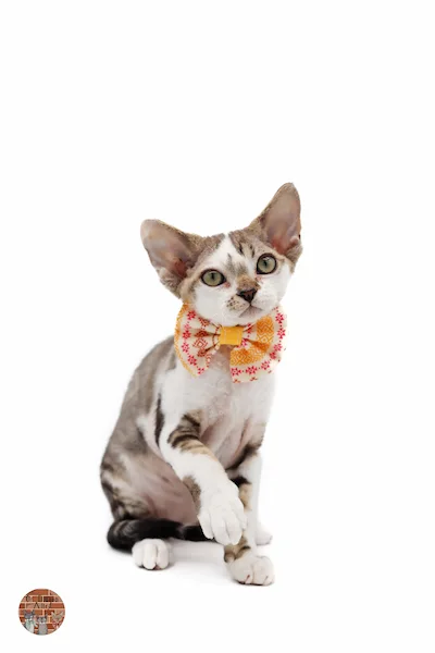 chaton-devon-rex-Amycus-Of Diagon-Alley