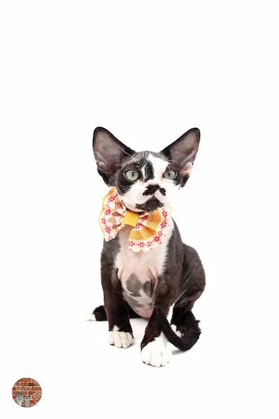 chaton-devon-rex-Argus-Rusard-Of Diagon-Alley
