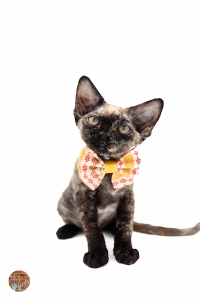chaton-devon-rex-Astoria-Greengrass-Of Diagon-Alley