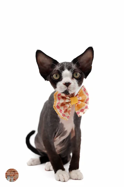 chaton-devon-rex-Aurelius-Of Diagon-Alley