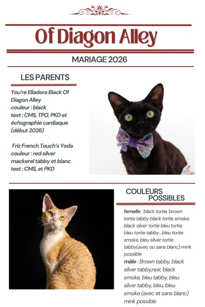 mariage-chatons-portee-25-mai-2026