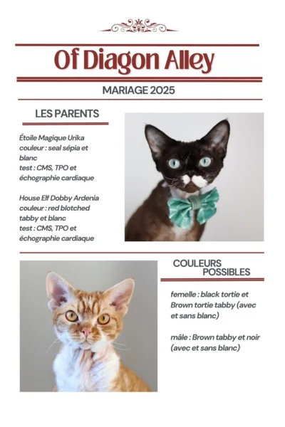 mariage-portee-6-16-juin-2025