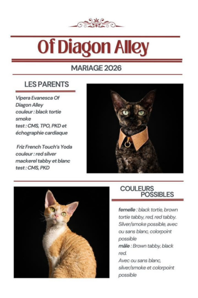 mariage-portee-7-30-mars-2026