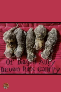 portee-1-devon-rex-of-diagon-alley