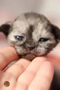 portée-3-chatons-21-janvier-2024