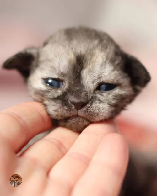 portee-3-chatons-devon-rex-of-diagon-alley