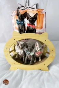 portee-4-chatons-devon-rex-of-diagon-alley