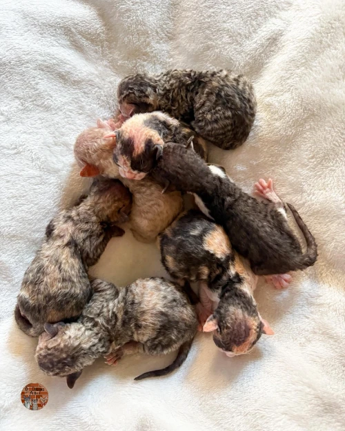 portee-chatons-25-mai-2026
