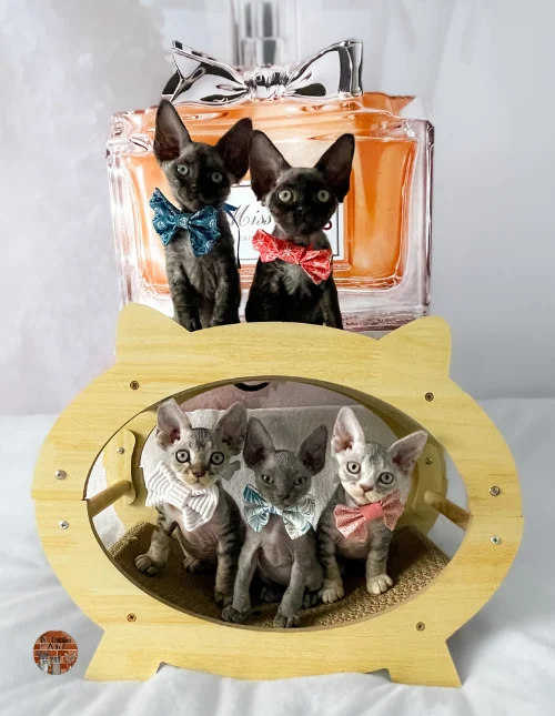 portée4-chatons-4-juillet-2024
