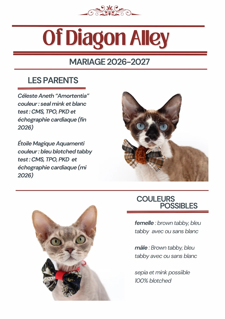 prochain-mariage-amortentia-aquamenti-devon-rex-2026-2027 Mariage et chatons Devon Rex Alsace