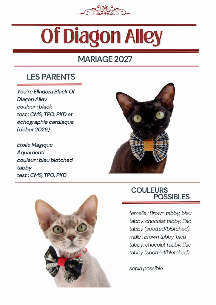prochain-mariage-elladora-aquamenti-2026-2027