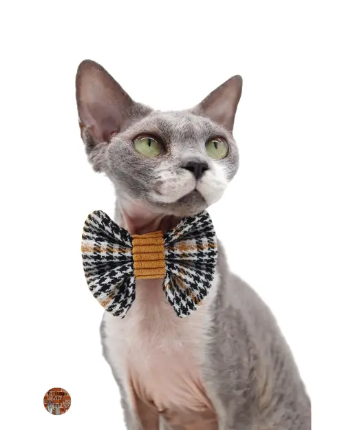 sigrid-of-diagon-alley-devon-rex-chat-de-race