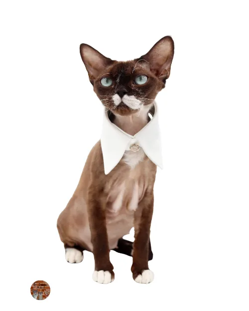 urika-devon-rex-chat-de-race