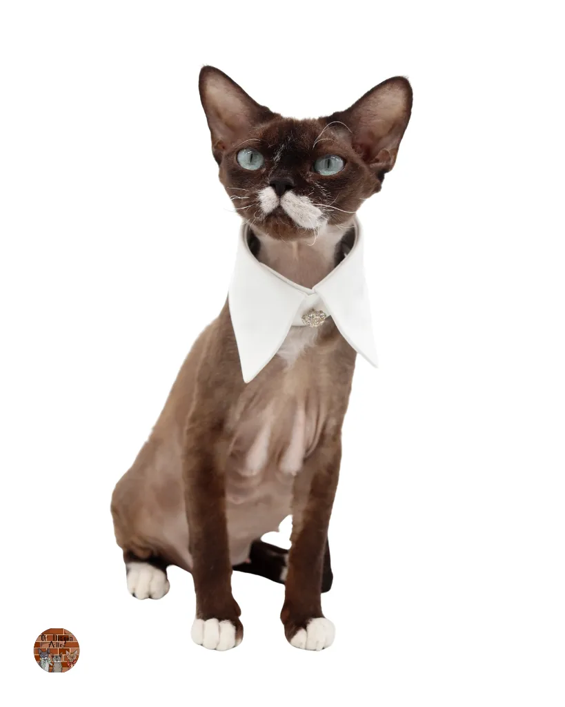 urika-devon-rex-diagon-alley