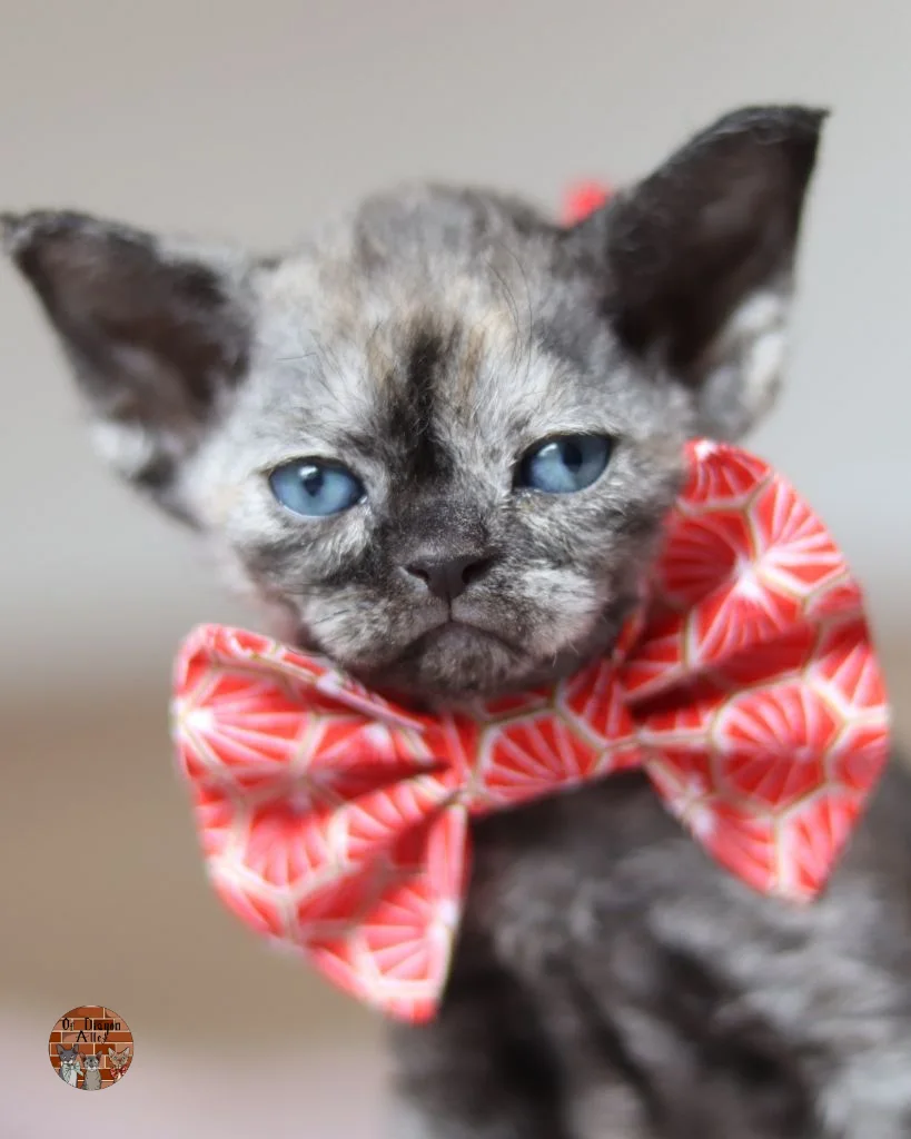vipera-devon-rex-chaton