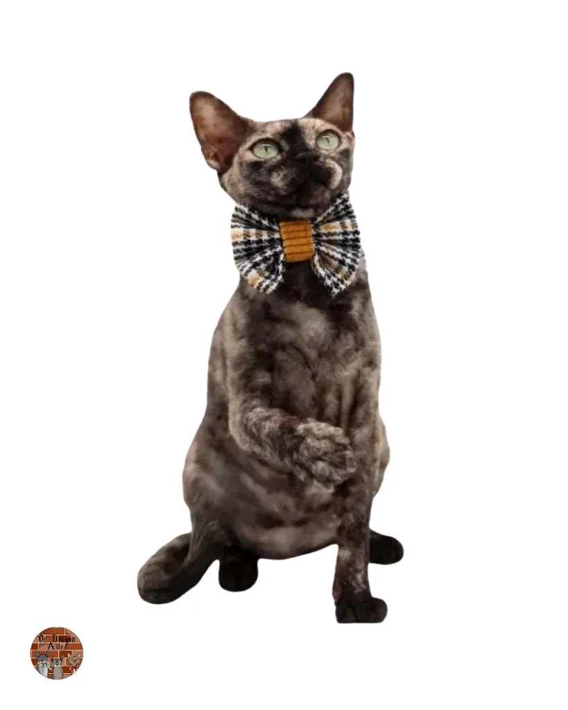 vipera-devon-rex-diagon-alley